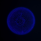 Diatomee in der Fluoreszenz