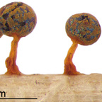 Physarum psittacinum