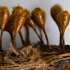 Trichia decipiens
