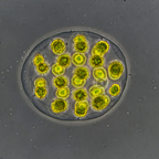 Eudorina