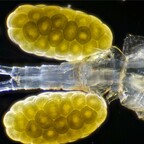 Eiballen Macrocyclops Albidus