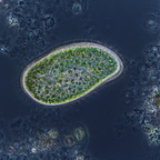 Paramecium