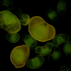 Pollenfluoreszenz