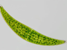 Closterium ehrenbergii MENEGH. ex RALFS