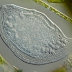 Wallendes Blatt