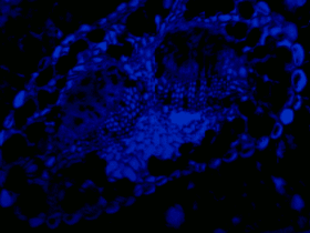 Multispectral Line-Scanning Imaging Microscopy