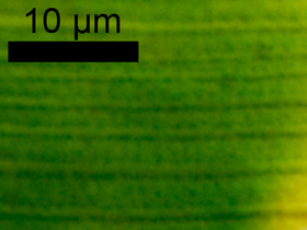 Closterium striolatum EHR. ex RALFS