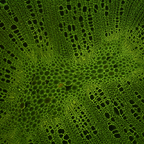 Birkenfluoreszenz